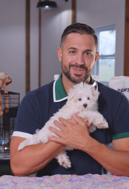 Pilesgrove Pups Maltese Puppies has been winning hearts in New Jersey for centuries… literally. Trending Video