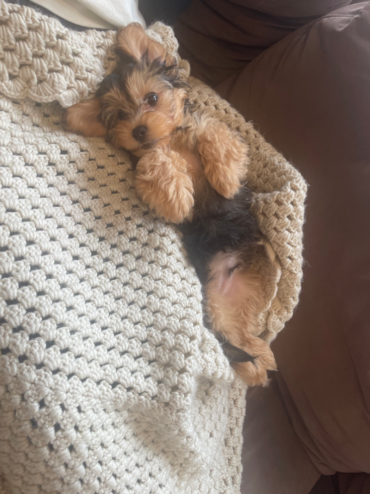 black and tan yorkie poo sitting on its back 
