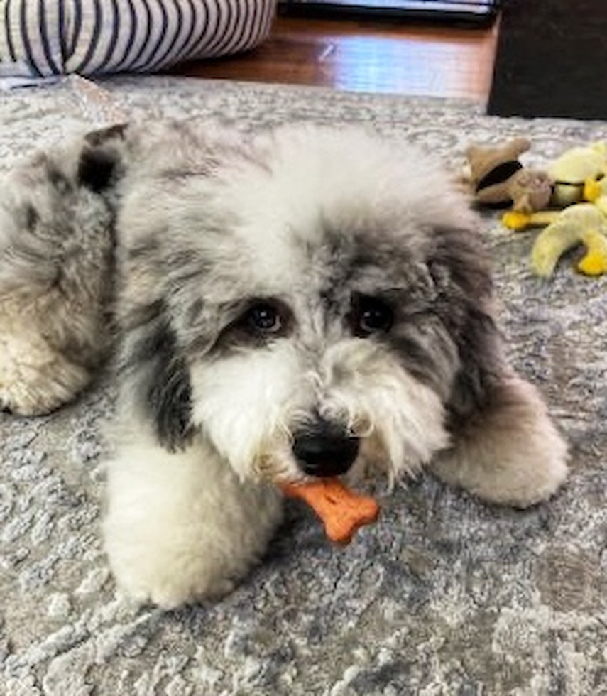 Mini Sheepadoodle Being Cute