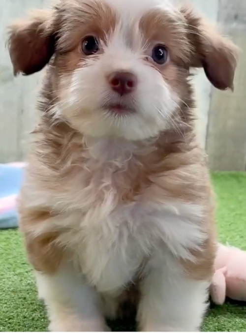 Cute Saussie Designer Pup