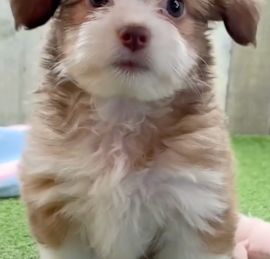 Auss-Tzu Puppies For Sale - Pilesgrove Pups