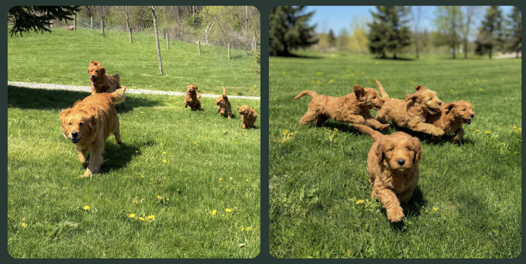 7 week old puppies at pilesgrove pups