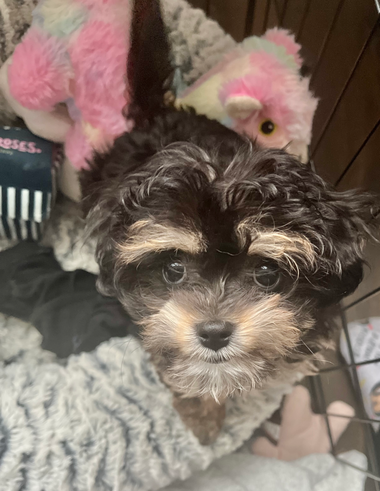 black and tan cavachon puppy surrounded by toys 
