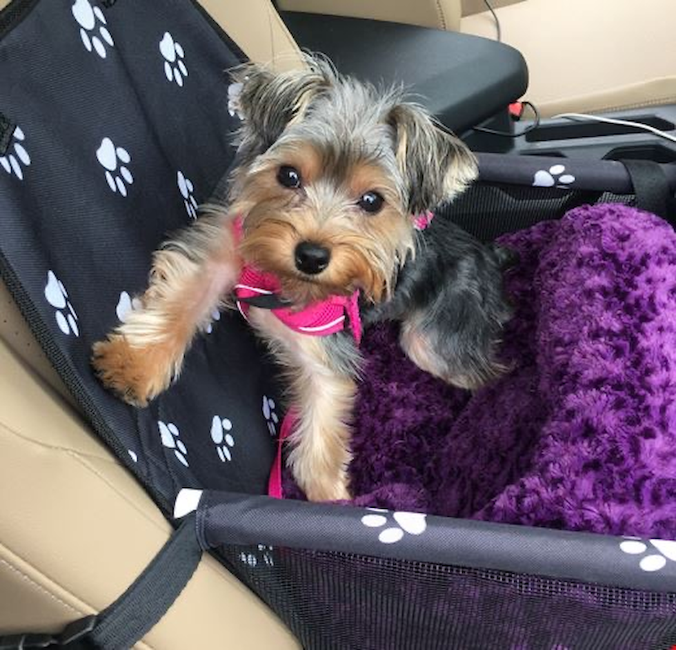 Cute Yorkshire Terrier Purebred Pup