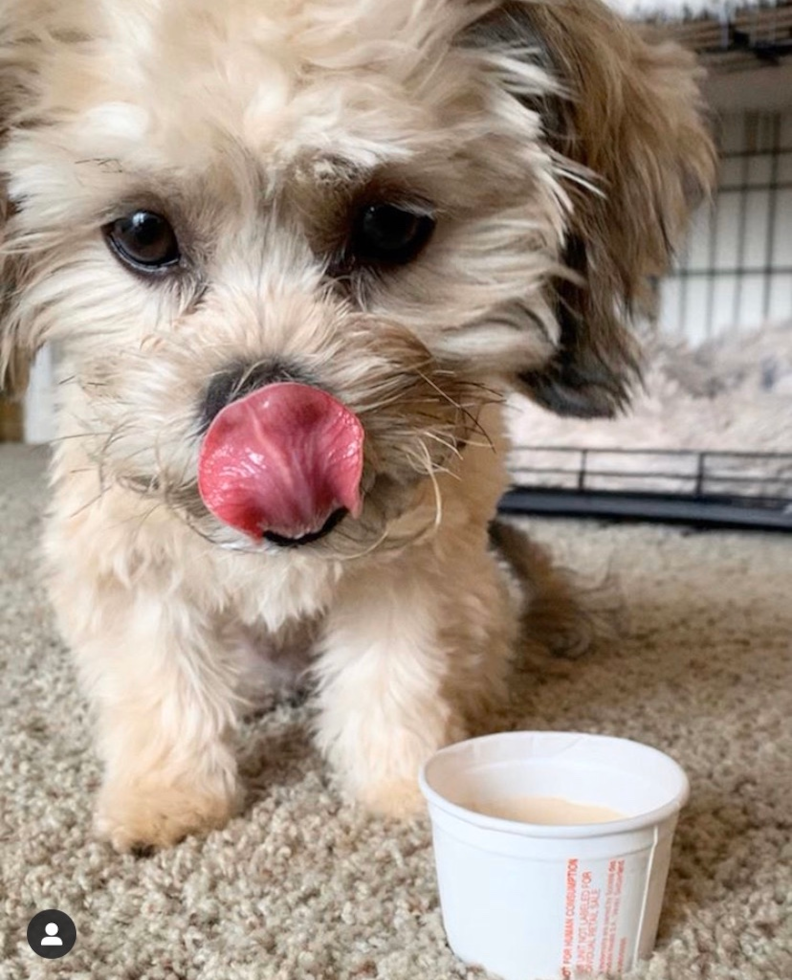 Cute Teddy Bear Pup