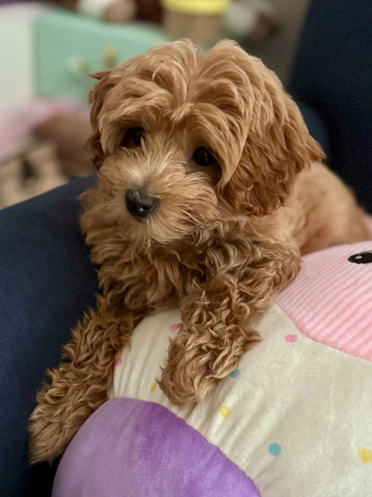 brown maltipoo puppy sitting on plush toys