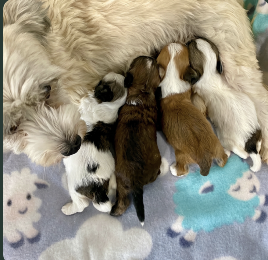 3 week old puppies at pilesgrove pups