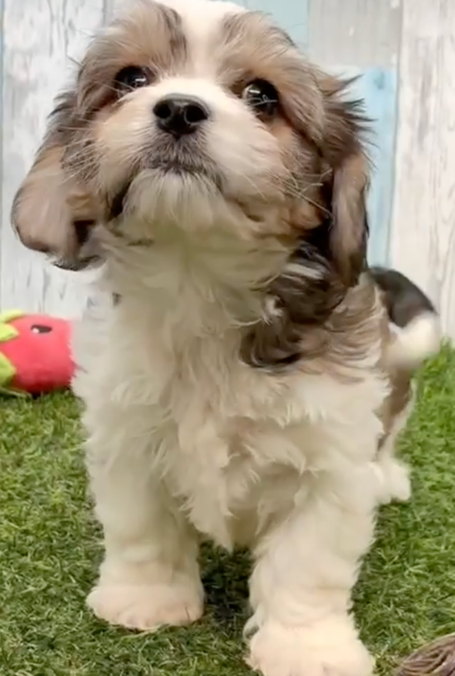 Cavachon Being Cute