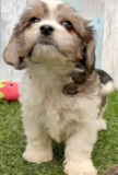 Cavachon Being Cute