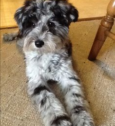 Mini Schnoodle Puppies For Sale - Pilesgrove Pups