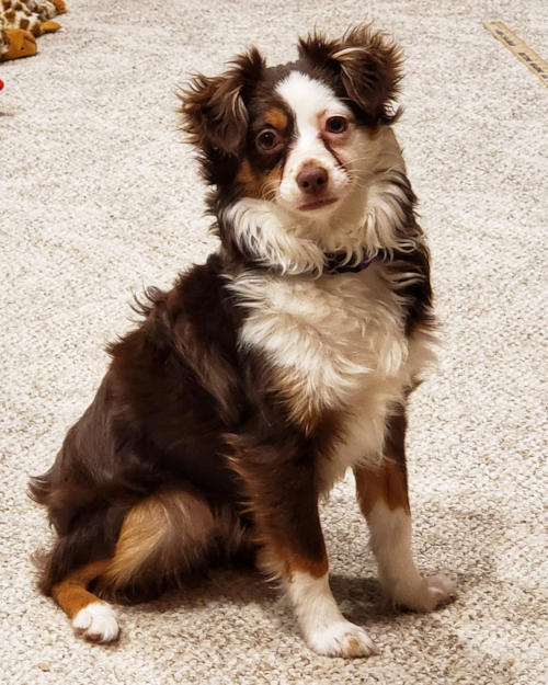 Mini Aussie Being Cute