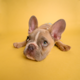 French Bulldog Being Cute