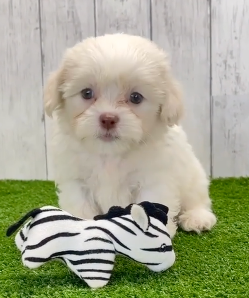 Cute Havashi Designer Pup