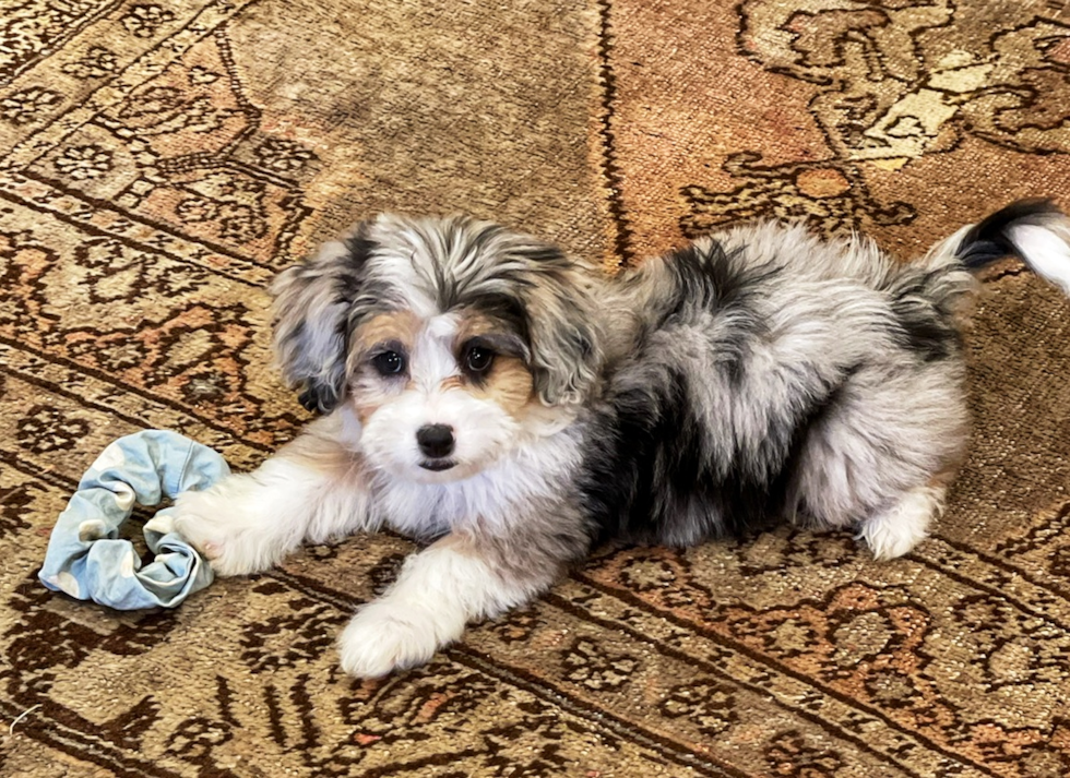 Cute Mini Aussiedoodle Poodle Mix Pup