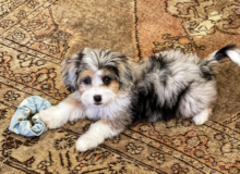 Cute Mini Aussiedoodle Poodle Mix Pup