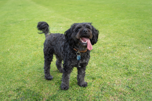 Cavapoo Being Cute