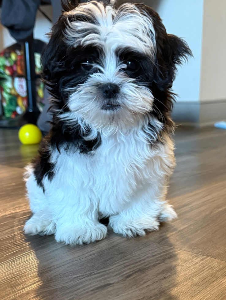 black and white malshi teddy bear dog sitting on a wooden floor
