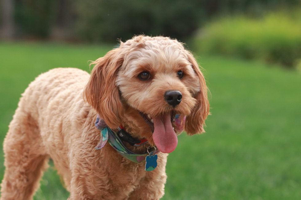 Cute Cavapoo Pup