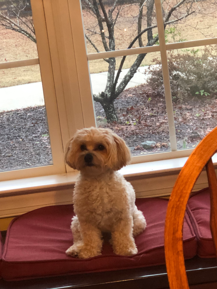 white yorkie chon sitting next to a window