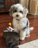 Mini Sheepadoodle Being Cute