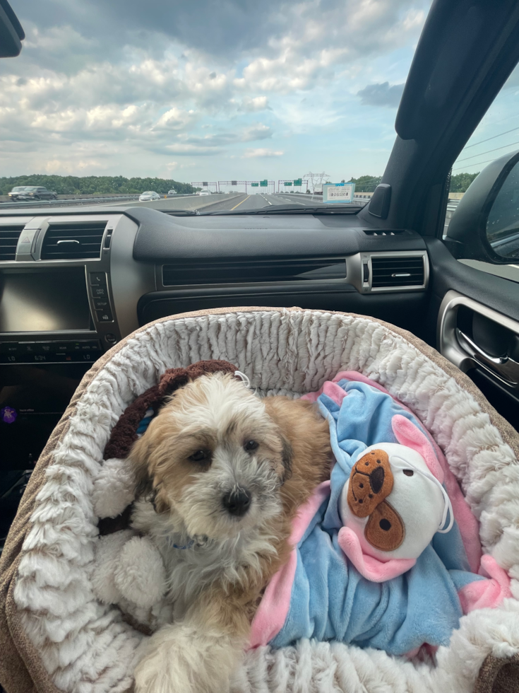 sable shichon teddy bear dog sitting in a car on a dog bed