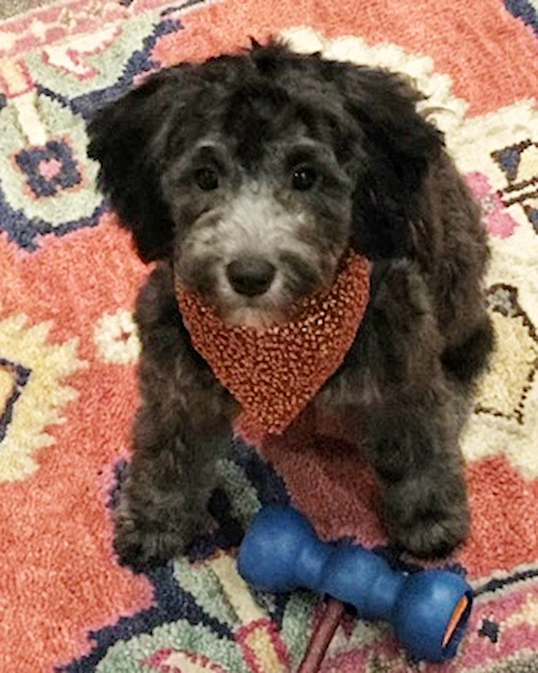 Cute Mini Sheepadoodle Pup