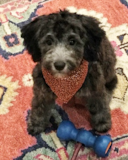 Cute Mini Sheepadoodle Pup