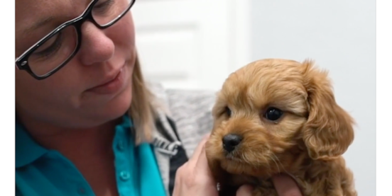 Are Pilesgrove Pups Healthy? Our Approach to Puppy Health