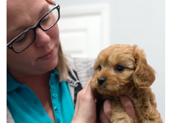 Are Pilesgrove Pups Healthy? Our Approach to Puppy Health