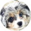 Aussiechon Puppy For Sale - Pilesgrove Pups Aussiechon Puppy For Sale - Pilesgrove Pups