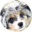 Aussiechon Puppies For Sale - Pilesgrove Pups Aussiechon Puppies For Sale - Pilesgrove Pups