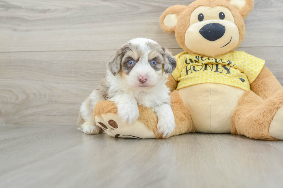 5 week old Aussiechon Puppy For Sale - Pilesgrove Pups