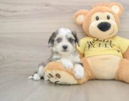 6 week old Aussiechon Puppy For Sale - Pilesgrove Pups