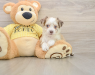 7 week old Aussiechon Puppy For Sale - Pilesgrove Pups