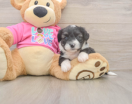 5 week old Aussiechon Puppy For Sale - Pilesgrove Pups