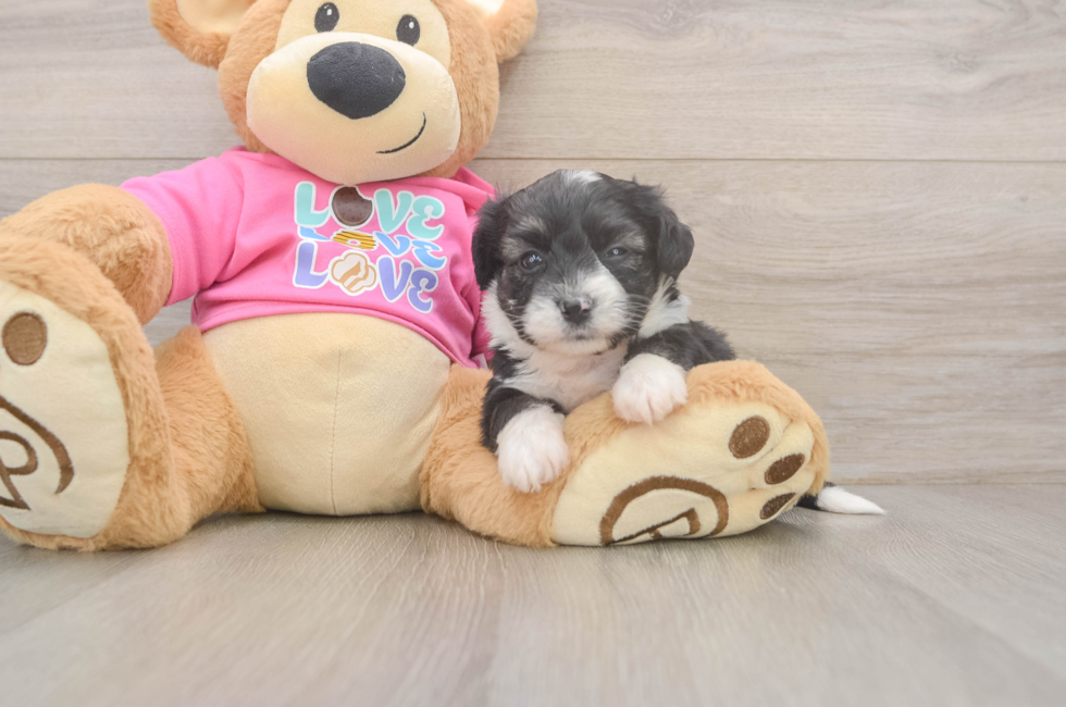 6 week old Aussiechon Puppy For Sale - Pilesgrove Pups