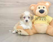 8 week old Aussiechon Puppy For Sale - Pilesgrove Pups