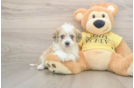 Smart Aussiechon Designer Pup