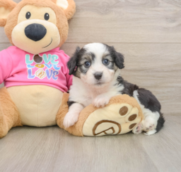6 week old Aussiechon Puppy For Sale - Pilesgrove Pups