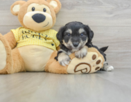 7 week old Aussiechon Puppy For Sale - Pilesgrove Pups