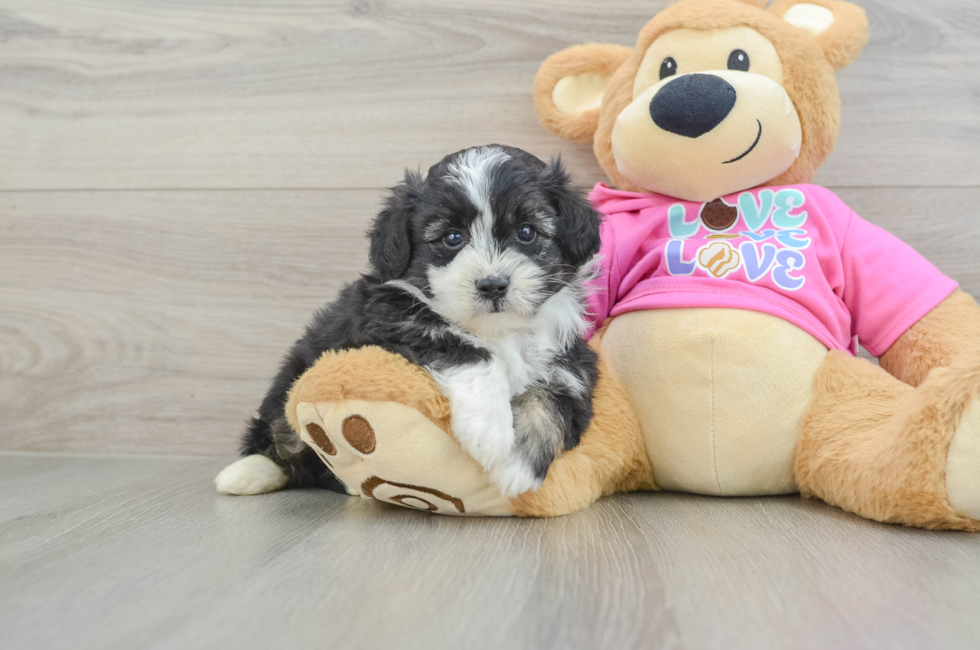 6 week old Aussiechon Puppy For Sale - Pilesgrove Pups