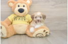 Aussiechon Puppy for Adoption