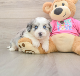 5 week old Aussiechon Puppy For Sale - Pilesgrove Pups