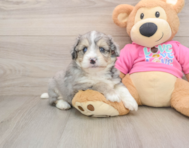 8 week old Aussiechon Puppy For Sale - Pilesgrove Pups