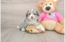 Smart Aussiechon Designer Pup