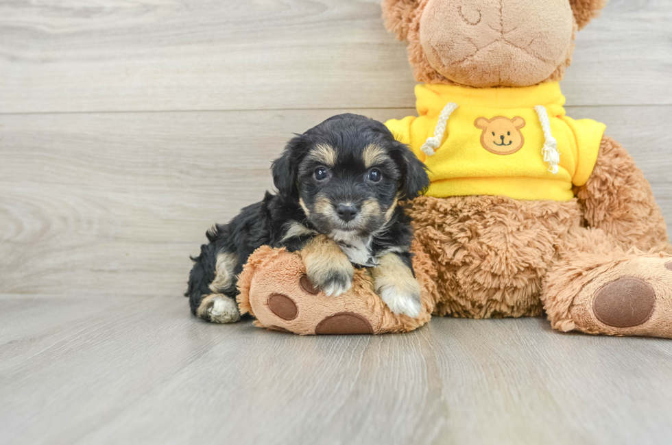 7 week old Aussiechon Puppy For Sale - Pilesgrove Pups