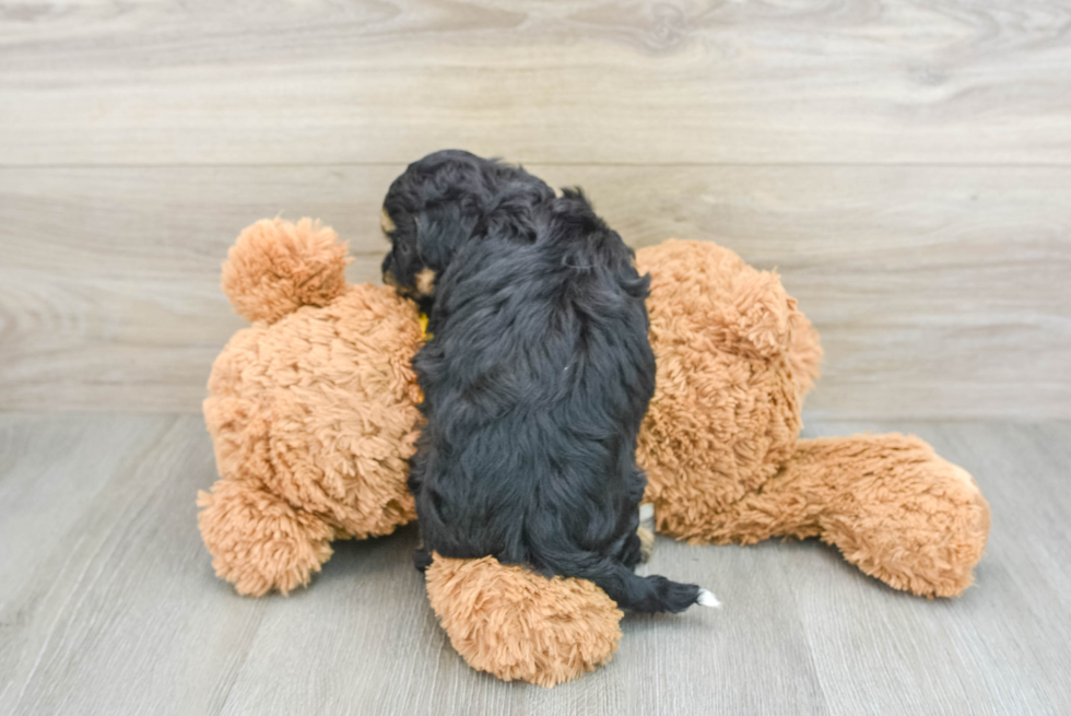 Adorable Aussie Bichon Designer Puppy