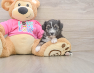5 week old Aussiechon Puppy For Sale - Pilesgrove Pups