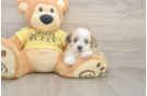 Small Aussiechon Baby