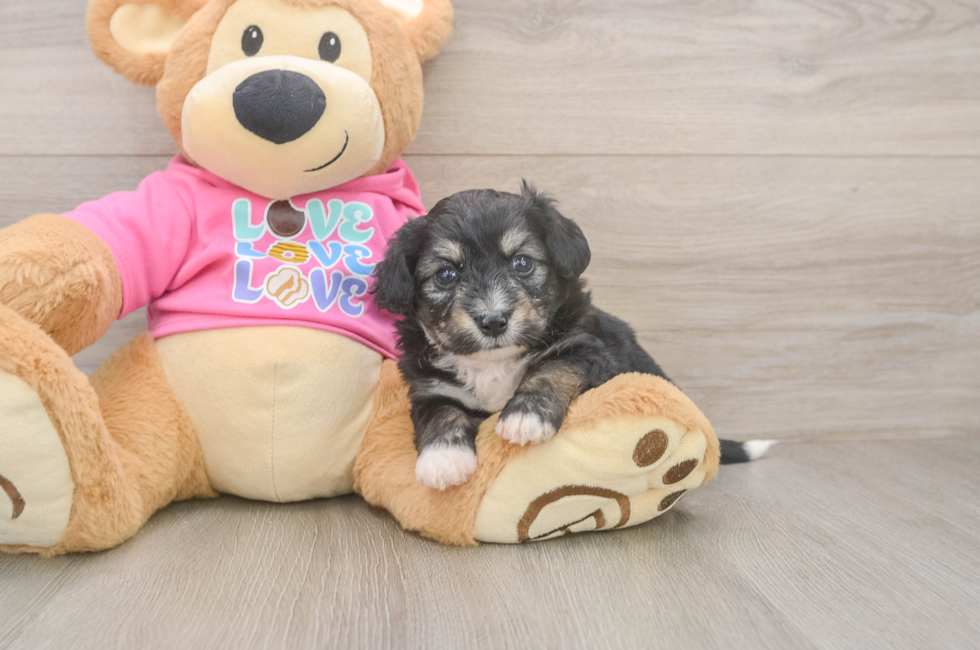 6 week old Aussiechon Puppy For Sale - Pilesgrove Pups